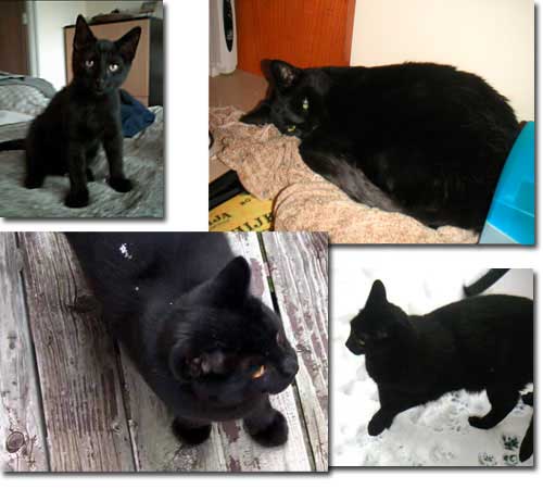 RIP Augustine, 1998-2005