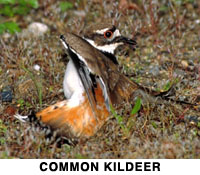 Kildeer