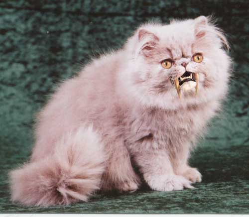 Sabretooth Persian