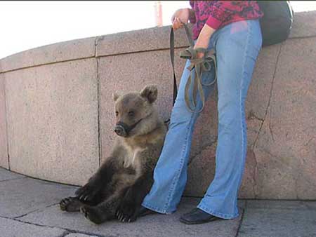 This bear and this hooker go into a bar...