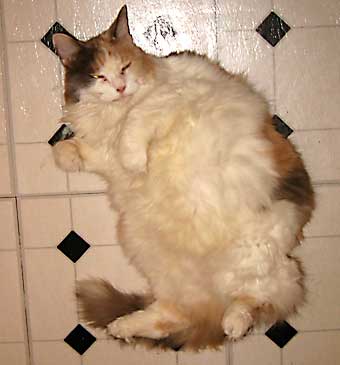 I am in ur kitchenz fluffing my furz