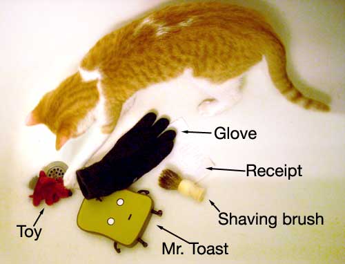 More things my cat has dragged in the bathtub