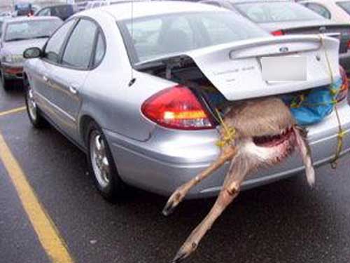Is it deer season already? Is it deer season already?