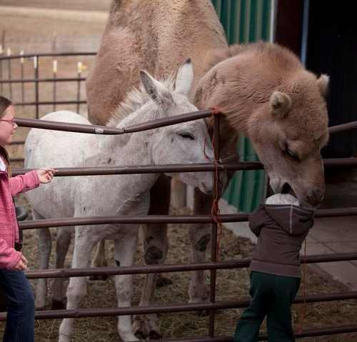 Camel nom nom nom